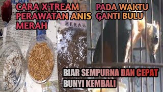 Red anis xtream treatment of moulting / changing hair so that it will finish quickly and sound again