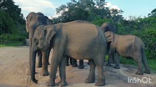 Tourist appeal: Sri Lanka's majestic wild elephants | best national park in sri lanka #srilanka