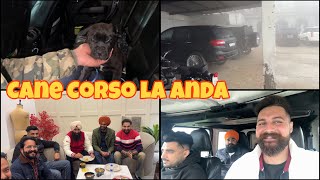 Cane Corso la anda | dhillonpreet vlogs