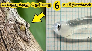 வித்தியாசமான உயிரினங்கள் || Six Unique Creatures ||  Tamil Voice of Shyni Ayappan