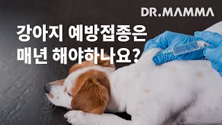 강아지 예방접종, 왜 매년 해야하나요? | 펫디