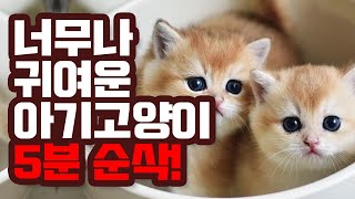 #01 귀여운 고양이 영상모음, 깨물어주고 싶은 아기고양이 영상, 보기만 해도 힐링됩니다.