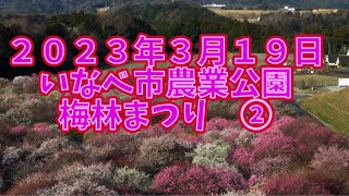 ２０２３年３月１９日いなべ市農業公園梅まつり。二回目の撮影