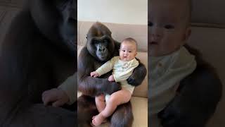 Gorilla holding baby.#gorilla #baby#shorts#cute#funny#love#animals