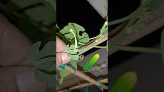 பெண் பூ,ஆண் பூ பார்த்திருக்கிறீர்களா || புடலங்காய் வளர்ப்பு || Terrace garden || gardening || shorts