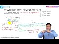 11. third week of development embryology🚼
