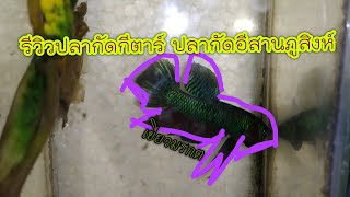 ปลากัดอีสานภูสิงห์ กีตาร์ลูกช้อนภูลังกา | รีวิวบ้านๆ