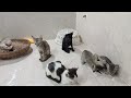 guilty dog and cat is so funny😹🐕try not to laugh😺2024