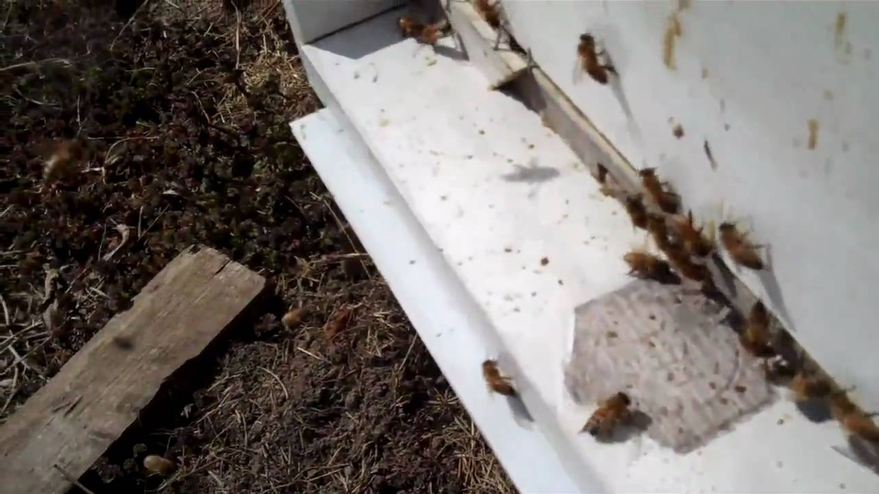 Honeybees Surviving Winter. What We Can Learn - YouTube