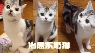 拥有一只我招手就永远奔向我的小猫咪到底有多治愈？