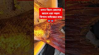 চলন বিলে জেলের জালে ধরা পড়ল বিশাল সাইজের মাছ 🐟big size fish hunting in the bill #agrogreenbd  🐟🐟