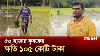 কুড়িগ্রামে আমন নিয়ে বন্যার আশঙ্কায় কৃষকরা | Kurigram | News | Desh TV