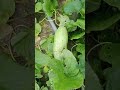 visiting young fruits in garden #nature #plants #fruits #garden #relaxing #rurallife #countryside