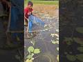 Amazing Two boys catching deshi catfish with Ucha net trap in Beel #ucha_net_trap_fishing #fishing