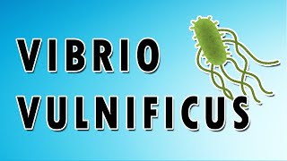 Vibrio vulnificus Symptoms, Treatment, and Causes