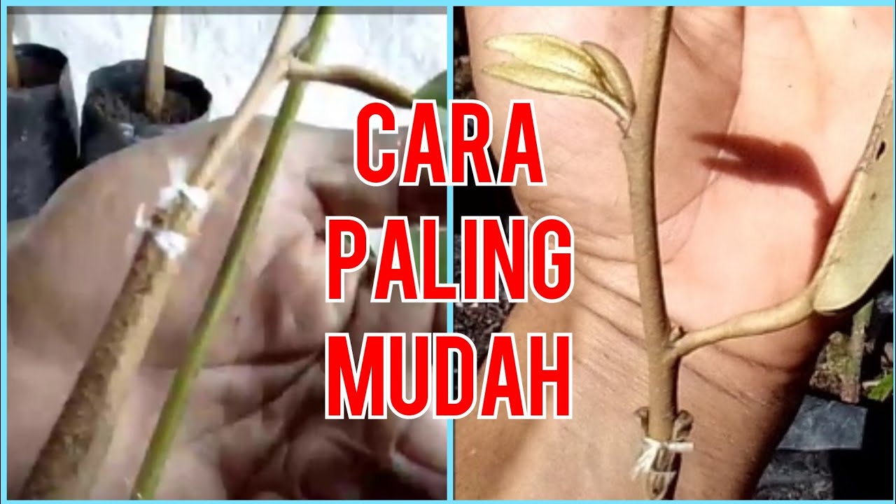 CARA MUDAH SAMBUNG PUCUK DURIAN CEPAT BUAH|EASY WAY OF DURIAN TOP ...