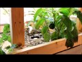 suburban aquaponics transplanting and root development