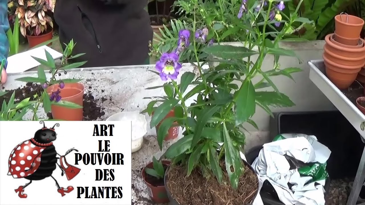 Tuto Jardinage: Angelonia Angustifolia: Comment Faire Une Bouture ...