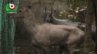 একাকিত্বের অবসান দিনাজপুরের নারী নীলগাইটির | Dinajpur Neel Gai | Bangla News