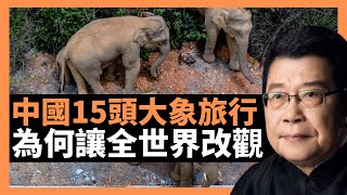 中國15頭大象旅行 為何讓全世界改觀 日本專家也感歎 過去十多年，在國際傳播中，中國一直在苦苦追求“講好中國故事”，沒想到，真正實現這一點居然是15頭大象。人不如大象，是不應該發生的。（楊錦麟論時政）