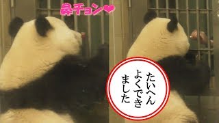 4/29シャンシャンおリンゴ欲しくてトレーニング頑張った！飽きてもすぐに戻ってきたよ❤上野動物園【パンダ生活チャンネル】