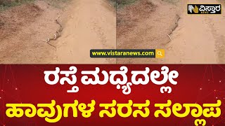 ಹಾವುಗಳ ಸರಸ ಕಣ್ತುಂಬಿಕೊಂಡ ಜನರು | Snake Video  | Vistara News