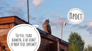 Сова Ёль вылетела из вольера, чтобы вломить мимопроходимой собаченьке. Сова оказалась на воле!