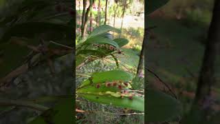 Micro orquídea stelis argentata florida!