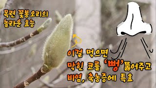 막힌 코를 ‘뻥’ 뚫어주고 비염, 축농증에 특효  목련 꽃봉오리의 놀라운 효능 #비염 #축농증 #신이