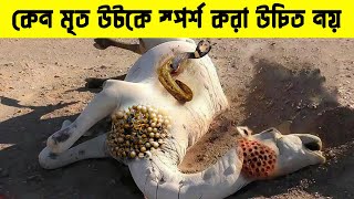 কেন একটি মৃত উট এত বিপজ্জনক? why camel is not good for people ! ADVUT 10