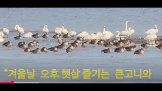 #겨울날  오후 햇살 즐기는,  큰고니와 기러기들...왕송호수