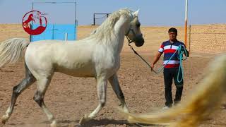 بخشی از مستندی با موضوعیت اسب عرب اصیل خوزستان  که در ۱۰ استان در حال تولید می باشد