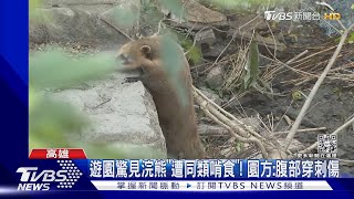 不忍! 壽山動物園「浣熊」遭同伴攻擊亡又被啃｜TVBS新聞 @TVBSNEWS01