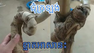 ប្ញស្សីជុំក្រឡង់ ខ្នាតអាសានះ, bamboo magic