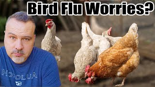 How to Protect Your Chickens from Bird Flu \u0026 Predators