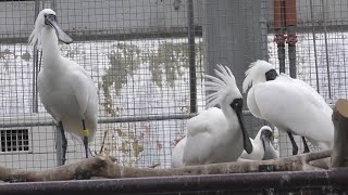 クロツラヘラサギ　特長的なクチバシです　【掛川花鳥園】Black-faced Spoon-bill Kakegawa Garden