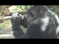 silverback intimidating his son. momotaro u0026 gentaro .｜momotaro family . gorilla