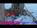 TRAPPING TIP- Turning bobcat legs fur side out