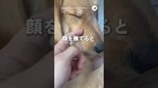 ナデナデしたら…｜PECO #ゴールデンレトリバー #ゴールデンレトリバーのいる暮らし #大型犬 #goldenretriever #goldenretriverworld #doglover