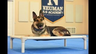 Thor (German Shepherd) Boot Camp Dog Training Video Demonstration