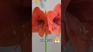 朱顶红开花了，记录美丽时刻#shorts