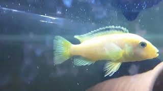 KARMA CİKLET AKVARYUMU #sarıprenses #akvaryum #transgenetiktetra #ciklet #cichlid #cikletbalığı