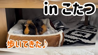 【へやんぽ】こたつの中が大好きなモルモットもるちゃん　Guinea pig under the table