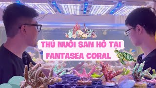 Khám phá thú nuôi san hô chuyên nghiệp, độc đáo tại Fantasea Coral/ Coral hobby with Fantasea Coral