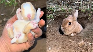 Pick up a bunny to play with while Mummy Bunny is away #rabbits #fieldmunchkins