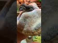 sóc con siêu quậy #tiktok #sugarglider #trend #cute #trending #pets #trendingshorts #funny #animals