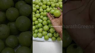 நெல்லிக்காய் பறிக்கலாம் வாங்க | Harvesting Amla (Indian Gooseberry) #amla #malainelli #gooseberry