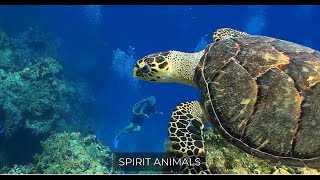 Spirit Animals | Dr. Steven Farmer | What's UnCommon About the Book and Common Sentience #shorts