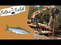 Building Homes for Salmon | Notes from the Field