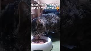 長崎の猫😺野良猫の多い長崎で、地域猫活動をしています。皆さん応援よろしくお願いします！【犬猫殺処分率ワースト(2020年度)の長崎県で殺処分ゼロを目指すチャンネル】